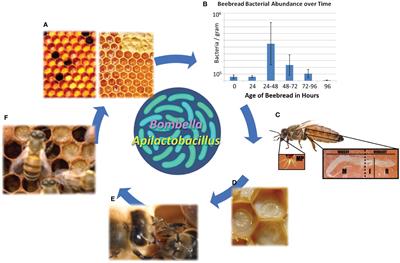 The honey bee “hive” microbiota: meta-analysis reveals a native and aerobic microbiota prevalent throughout the social resource niche